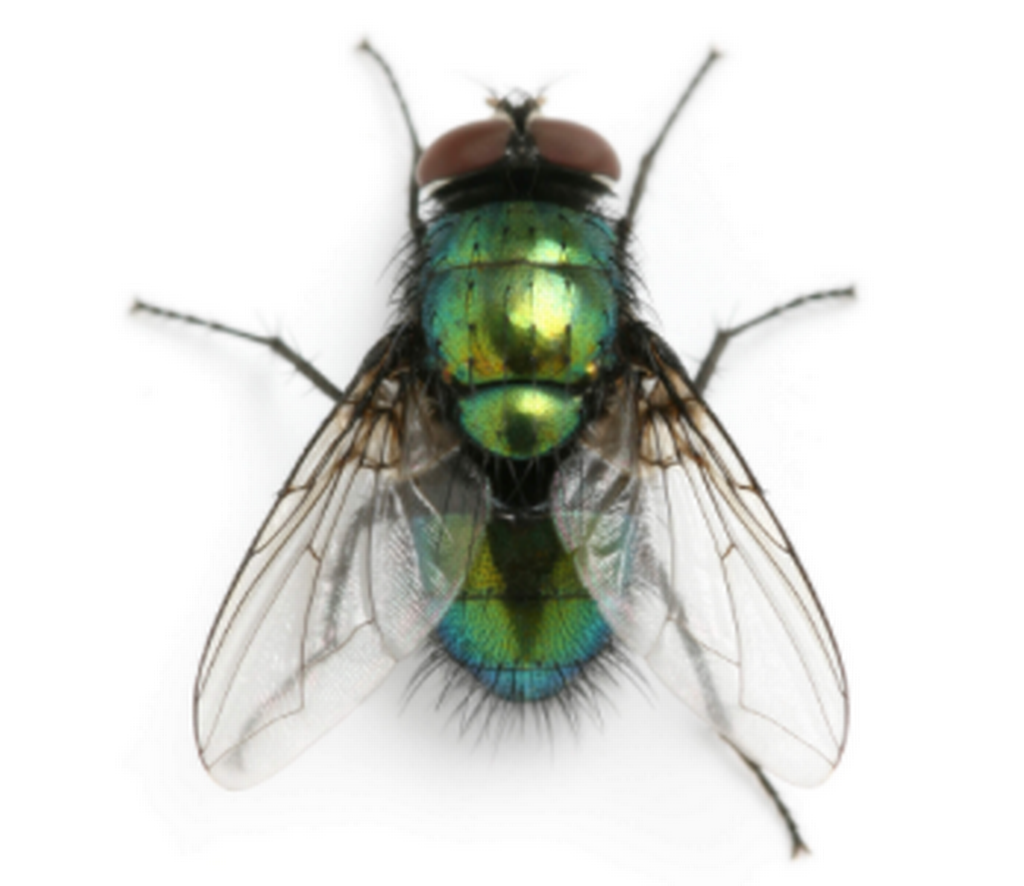 Blow fly